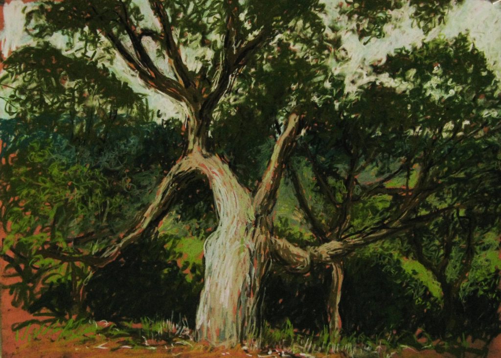 le chêne de l’Esterel (50×70)